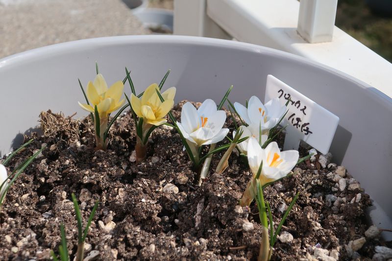 クロッカス開花